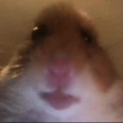 ert_zun's profile picture. 