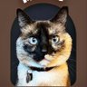 TortimeseTerror's profile picture. Siamese/Ragdoll mix rescue. I like to lick/chew/eat weird stuff eg: plastic, cloth, etc that doctors call pica. I’m in charge of all in my world, bow before me.