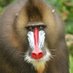 Baboon (@crypto_kong) Twitter profile photo Baboon (@crypto_kong) Twitter profile photo