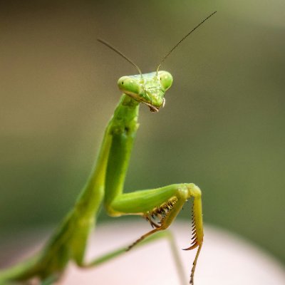 カマキリが大好きな中3です♡