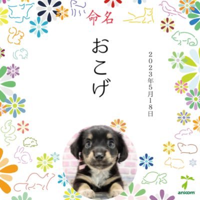 父:チワワ 母:カニヘンダックスのミックス、2023年5月18日生まれチワックスのおこげです。