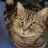 yamazon_tamazon
