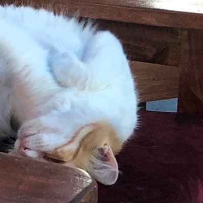 Realism_7's profile picture. مؤلفة المجموعة القصصية أبناء النجاة