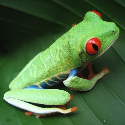 Jorch_Flores's profile picture. 