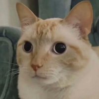 Huh? (@booperduper_) Twitter profile photo