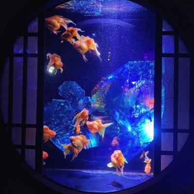 michaellinnnels's profile picture. 神戸大学経営学部2回生。 fortekマネージャー班 ルクレール