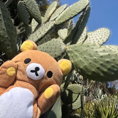 リナックマさんのプロフィール画像