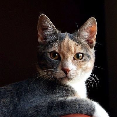 Wesly25701047's profile picture. 懂点代码，在做产品，创业失败家，依旧想换一种活法，探索更大的世界，满足好奇心！