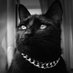 Der Kater Jimmy 😸 (@koelntagblatt) Twitter profile photo Der Kater Jimmy 😸 (@koelntagblatt) Twitter profile photo