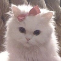 acey love u (@aceysukasus) 's Twitter Profile