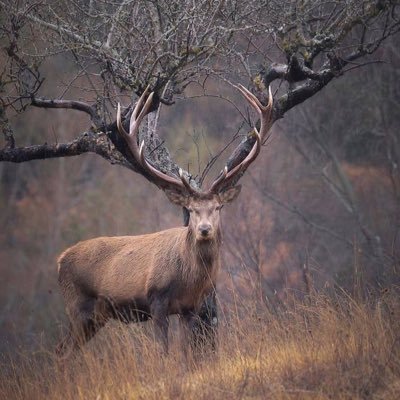 musthes's profile picture. 