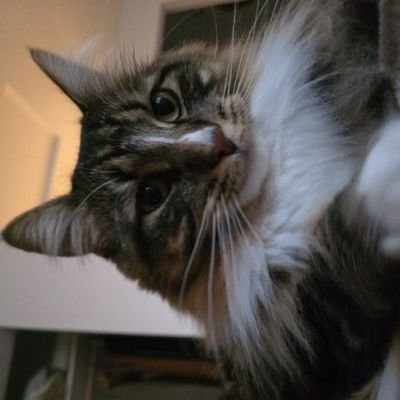 ShaolinSurfer's profile picture. 