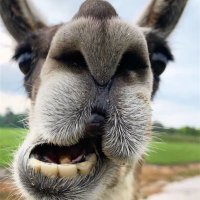 Speckled Llama (@speckledllama) 's Twitter Profile