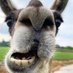 Speckled Llama (@speckledllama) Twitter profile photo Speckled Llama (@speckledllama) Twitter profile photo