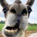 Speckled Llama (@speckledllama) Twitter profile photo