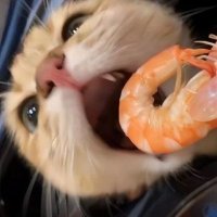 strawberryshaa (@shanshana_27) 's Twitter Profile