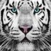 Tiger acc (@AngryTigerAcc) Twitter profile photo