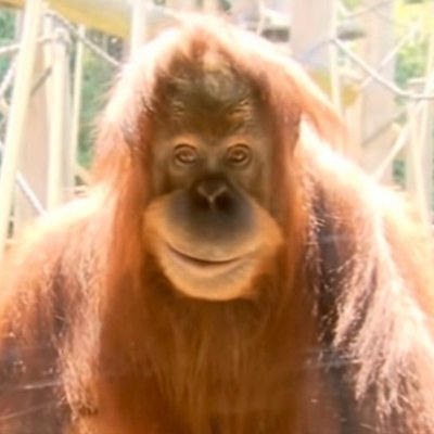 saka4567's profile picture. 👽🤖🦍🦧