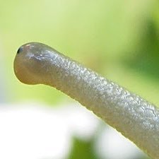 johanngrote's profile picture. 