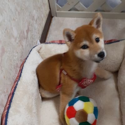 四国、愛媛の山のふもとに住んでいます。2021年8月25日生まれ、柴犬女の子👧です。名前は「愛」です。すっかり我が家のお犬様となっております😅どうぞよろしくお願いします🐕飼い主:あいパパ韓流華流＆サッカー⚽🐬🍊好き　無言フォローをお許しください🙇‍♂️