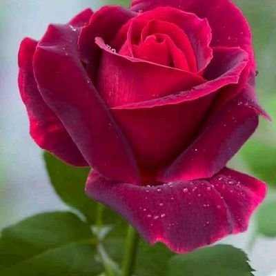 al3annod357's profile picture. 