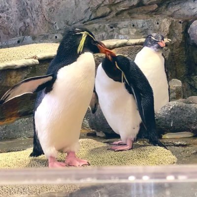 xing83034879106's profile picture. ミノリス