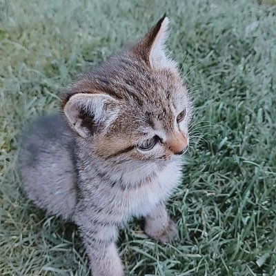 Leo is a beautiful and cute kitten that everyone loves
Leo was born in 2024 and was alone and orphaned since he...
https://t.co/jY0VXvxG3l