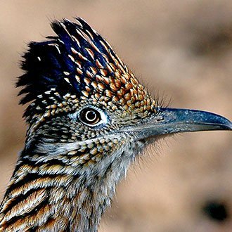 Roadrunner Profile