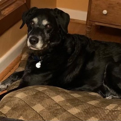 avidrea19798690's profile picture. 