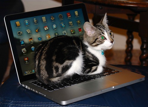 skimmingstones2's profile picture. GP & respiratory GPSI Stockport. Member & ex-chair PCRS-UK. Mood swings from annoyingly enthusiastic to grumpy. Opinions tweeted are my own. Arsenal fan.