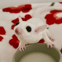nemu (@mmgmhc) Twitter profile photo