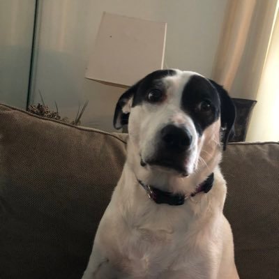 craig_paglini's profile picture. Conservative.  Voting for RFKJr. Got an opinion and do not care who knows it.