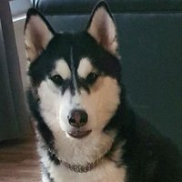หมาแพนด้า(@tuesdayon14) 's Twitter Profile Photo