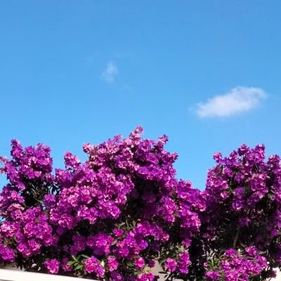 NicholasSainsb2's profile picture. can't spell infantry without infant