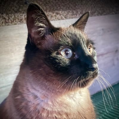 BruceLeroyCat Profile Picture