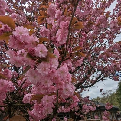 poison_iy's profile picture. 