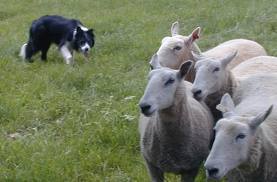 Raffa is energieke bordercollie. Houdt van mensen en schapen. Ik ben niet moe te krijgen wie weet er nog een spelletje?