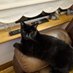 Batman the cat (@therockchairman) Twitter profile photo Batman the cat (@therockchairman) Twitter profile photo