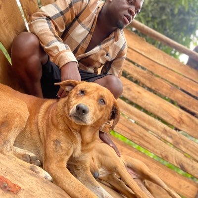 Helping dogs to get home in uganda
