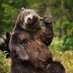 Bear Wit (@Bearwitmecoin) Twitter profile photo