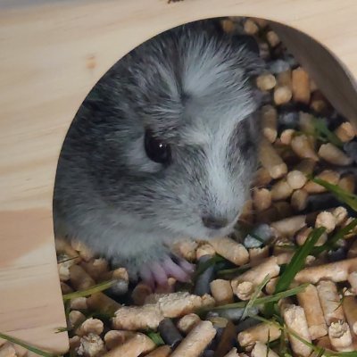 NeGuSe1324's profile picture. ただただモルモットを愛でる垢
3/20にお迎えした、クレステッドモルモットの【ねぐせ】をｷﾞｬﾜｨｨｨｨしたいだけです
生き物全般大好きなので小さい家族や大きな家族と過ごす方も仲良くしてください☺️
無言フォローすみません😫
よろしくお願いします😆👍✨