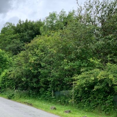 piggy_filthy's profile picture. 