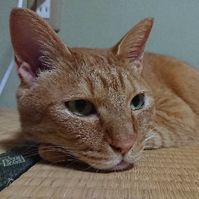 トトリさんのプロフィール画像