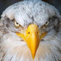 Big Bill (@bigazpatriot) 's Twitter Profile Photo Big Bill (@bigazpatriot) 's Twitter Profile Photo