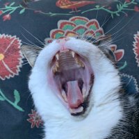 Kat (@claws4democracy) 's Twitter Profile