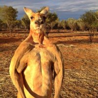 Kangaroo Capitalist🦘📈(@KrooCapital) 's Twitter Profile Photo