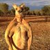 Kangaroo Capitalist🦘📈 (@KrooCapital) Twitter profile photo
