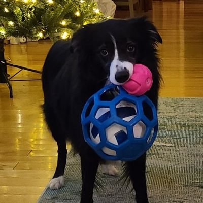 Recently retired Baltimore cop after 30 years.  Enjoying life with my beautiful wife, five grown kids, four grand-kids and an energetic Border Collie.