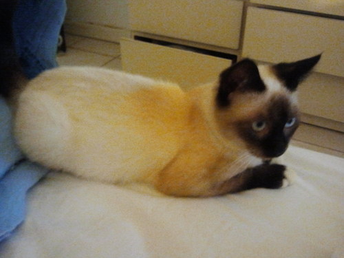 yadhi68's profile picture. 