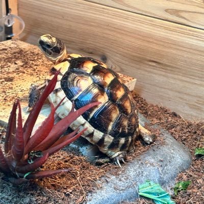 Just a Tortoise Bringing Real News To Real Reptiles and People I guess… if they show support at $NerdNirvana .. Anyway bringing real content to real species..